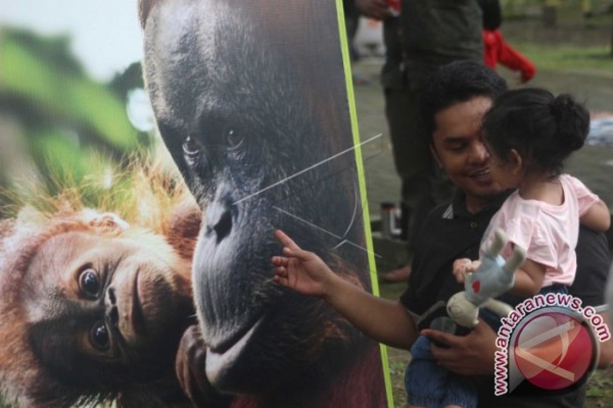 KAMPANYE PENYELAMATAN ORANGUTAN