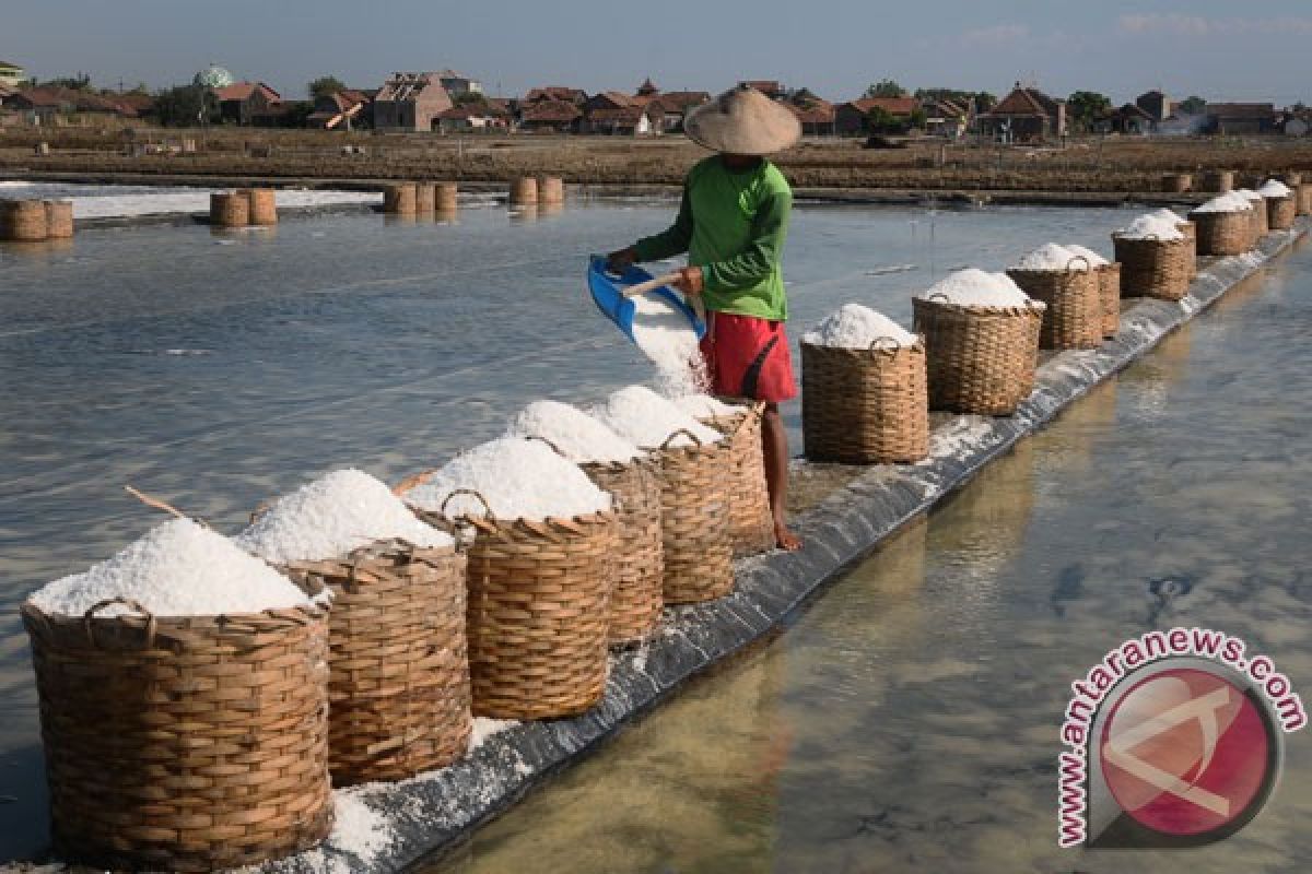 Musim hujan harga garam petani Probolinggo naik