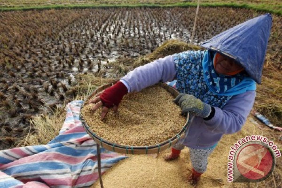 Bulog Kumpulkan 280 Ribu Ton Beras Petani