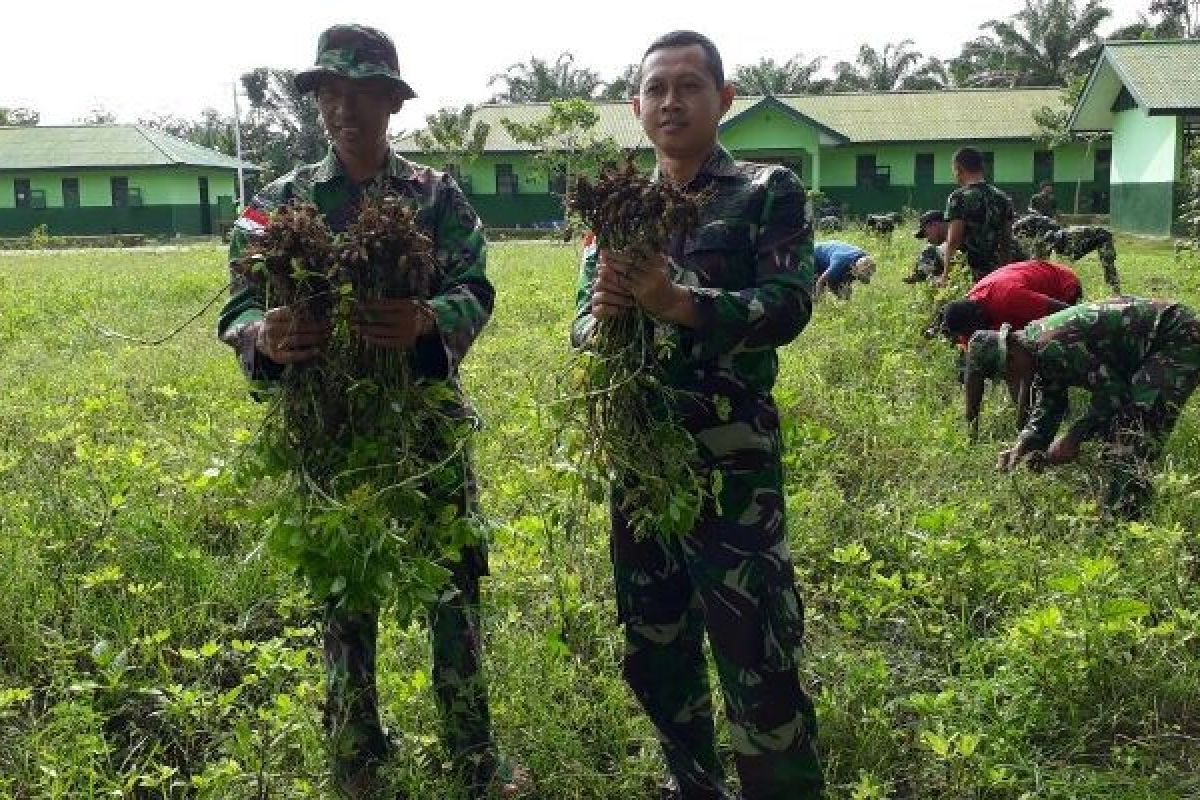 Satgas Pamtas RI-PNG dan warga Keerom panen kacang tanah