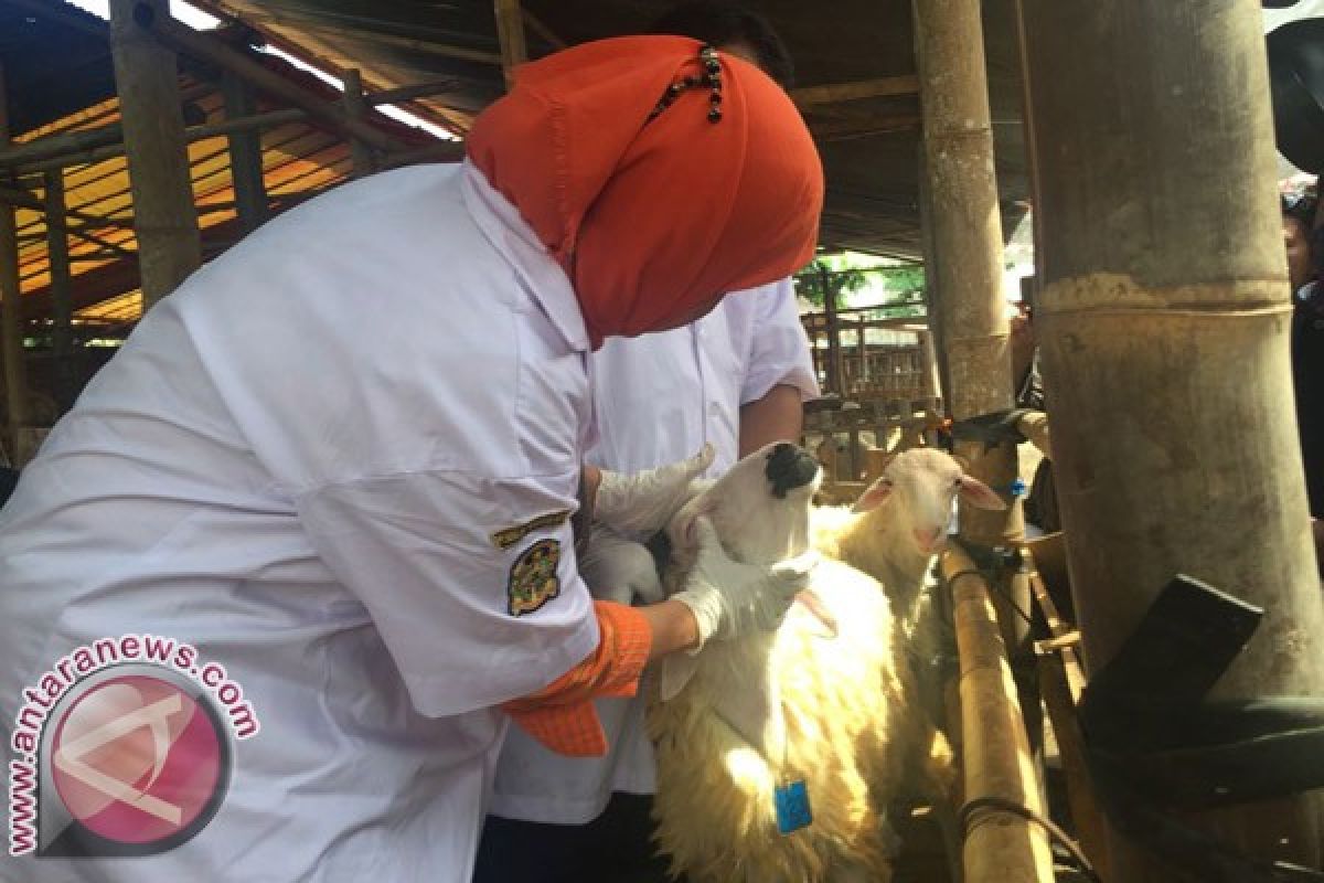 Dinas sisir hewan kurban di tempat penampungan