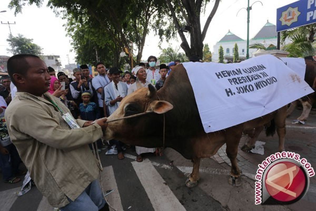 Sapi Kurban dari Presiden Peroleh Perhatian Khusus