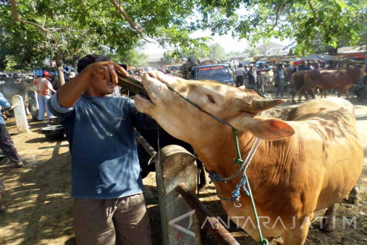 Bojonegoro Tingkatkan Kewaspadaan Lalu Lintas Ternak