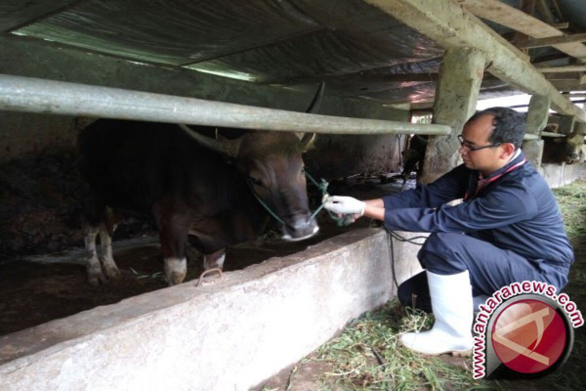 Pemkot Pastikan Daging Hewan Kurban Layak Dikonsumsi Masyarakat