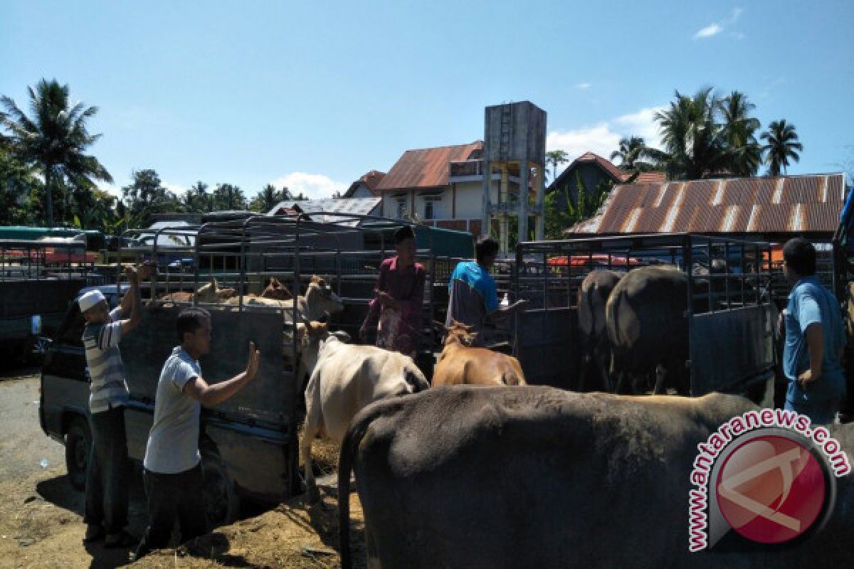 Mendekati Idul Adha, Penjualan Sapi di Pasar Ternak Padangpariaman Meningkat