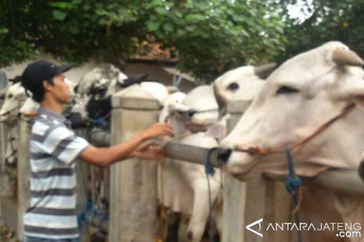 Jelang Idul Adha, Harga Sapi di Banyumas Naik