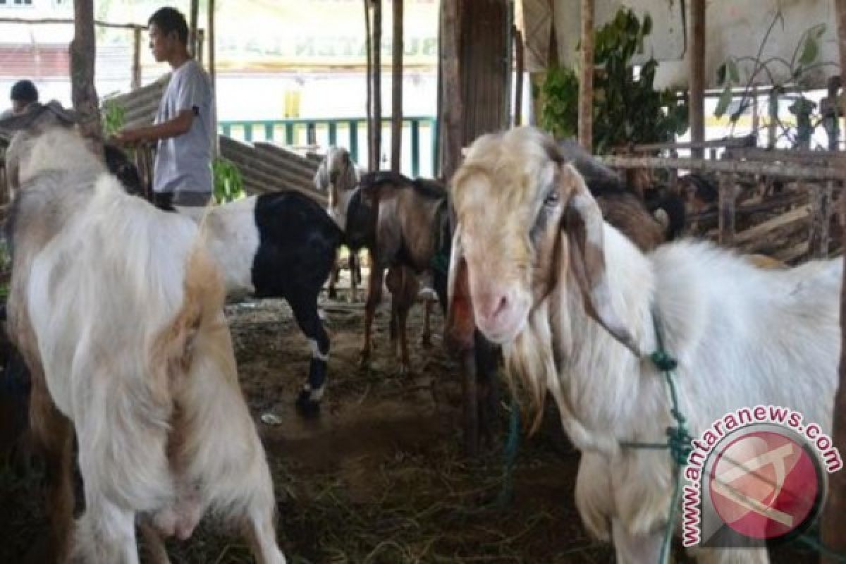 Harga Kambing Tembus Rp5 Juta/ekor