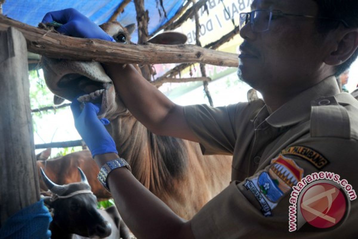 Disnakan OKU Timur cegah penyebaran penyakit hewan musim pancaroba