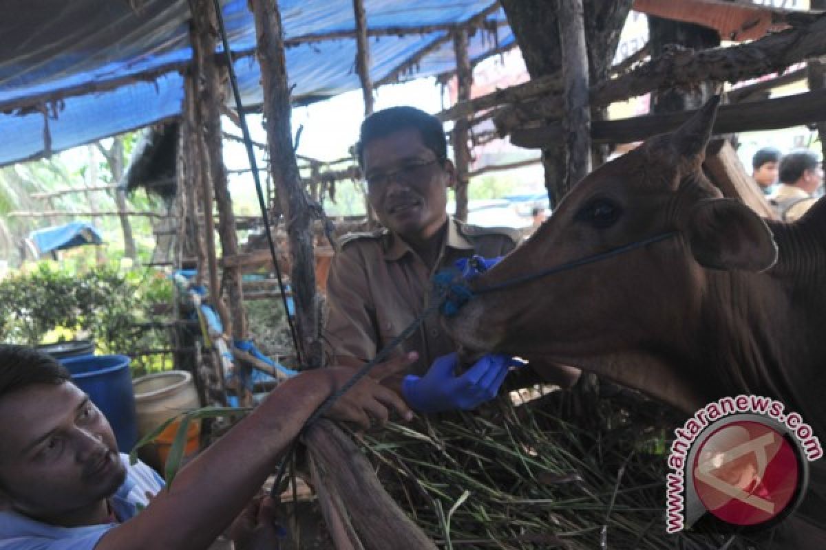 Sapi betina produktif jangan dipotong