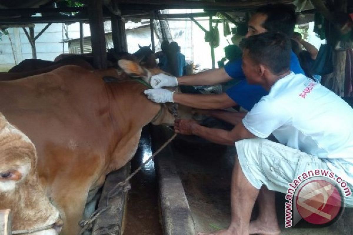 Petugas Dinas Pertanian Kabupaten Bangka Temukan Kambing Sakit