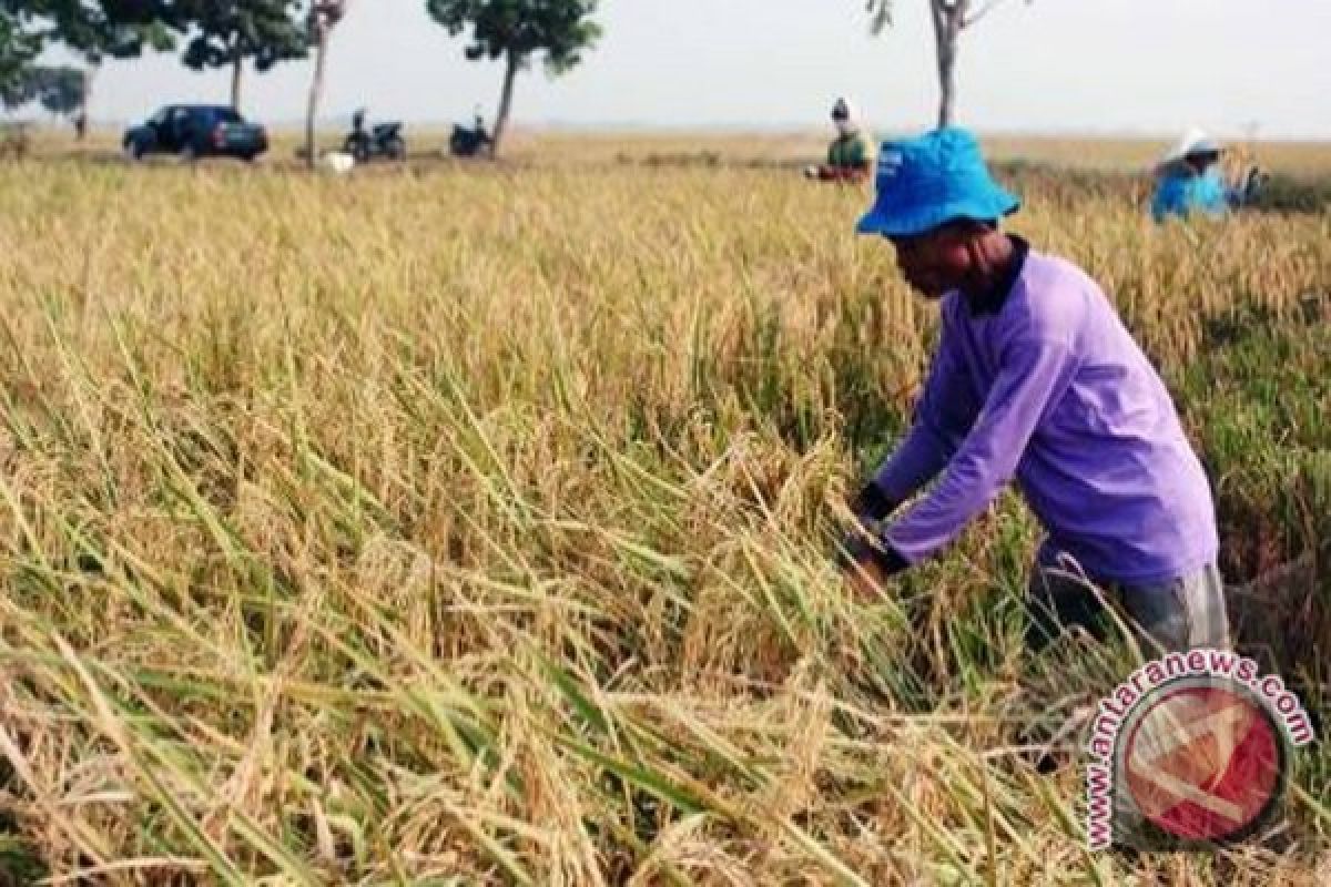 Petani Sambas Keluhkan Harga Gabah Anjlok 