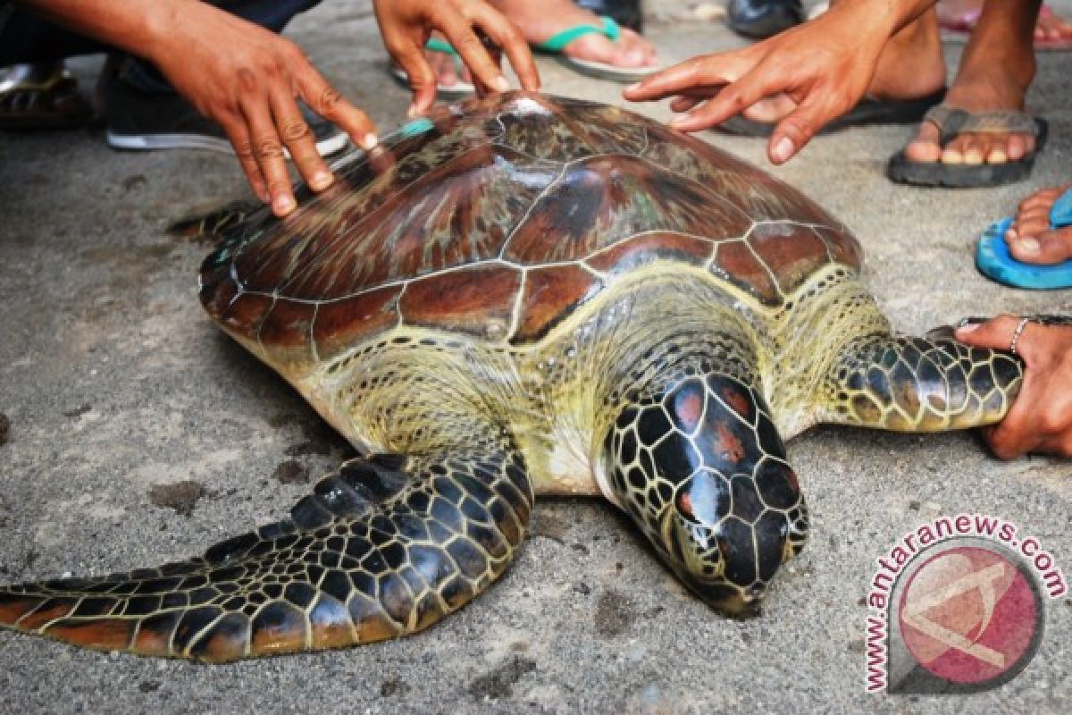 Masyarakat Lepasliarkan Penyu di Pantai Mapak Indah Mataram