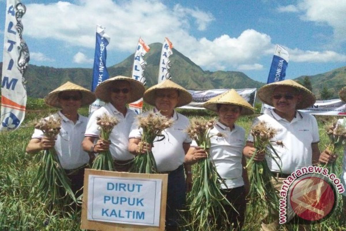 Pupuk Kaltim Berhasil Tingkatkan Produksi Bawang Putih Sembalun