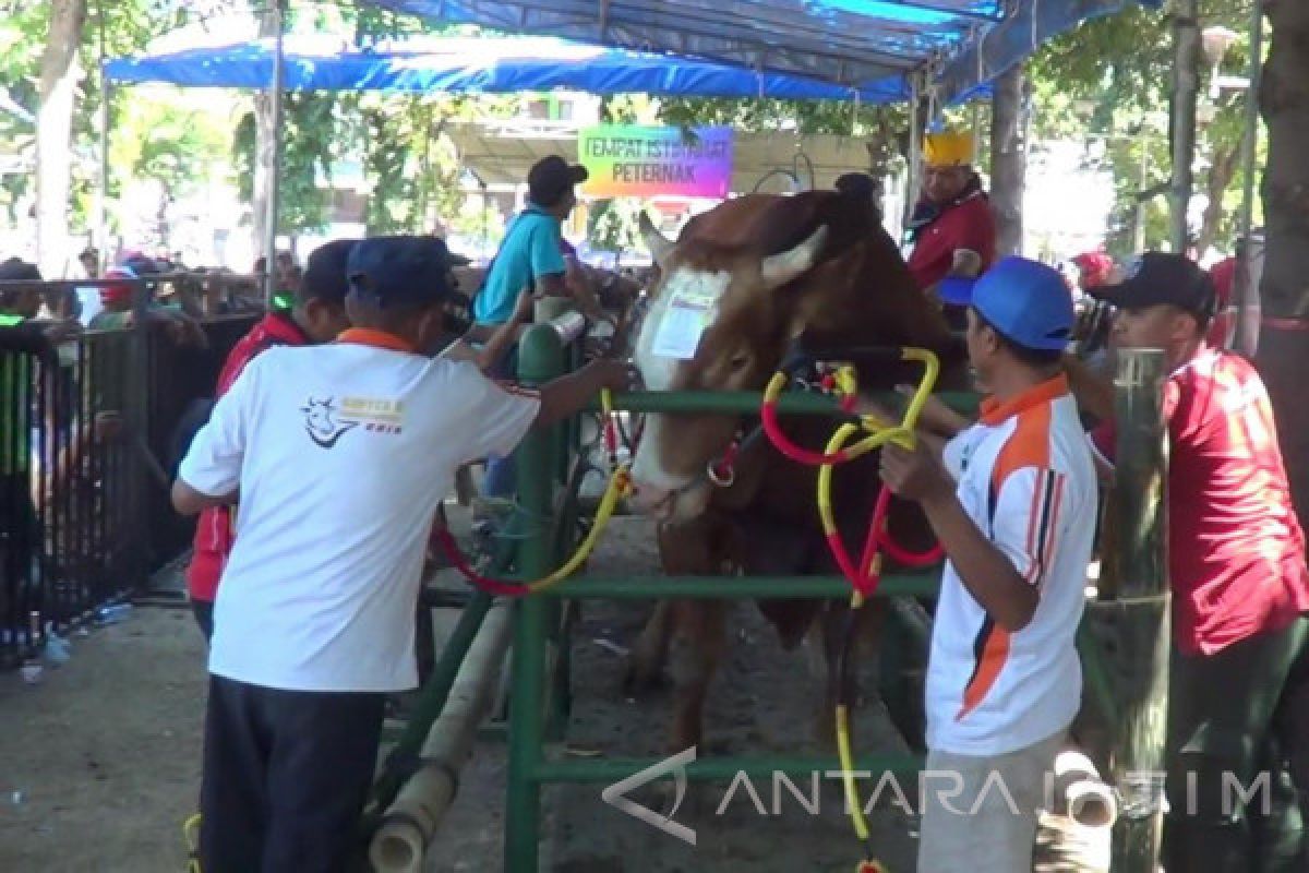 Situbondo Gelar Kontes Ternak Jelang Idul Adha