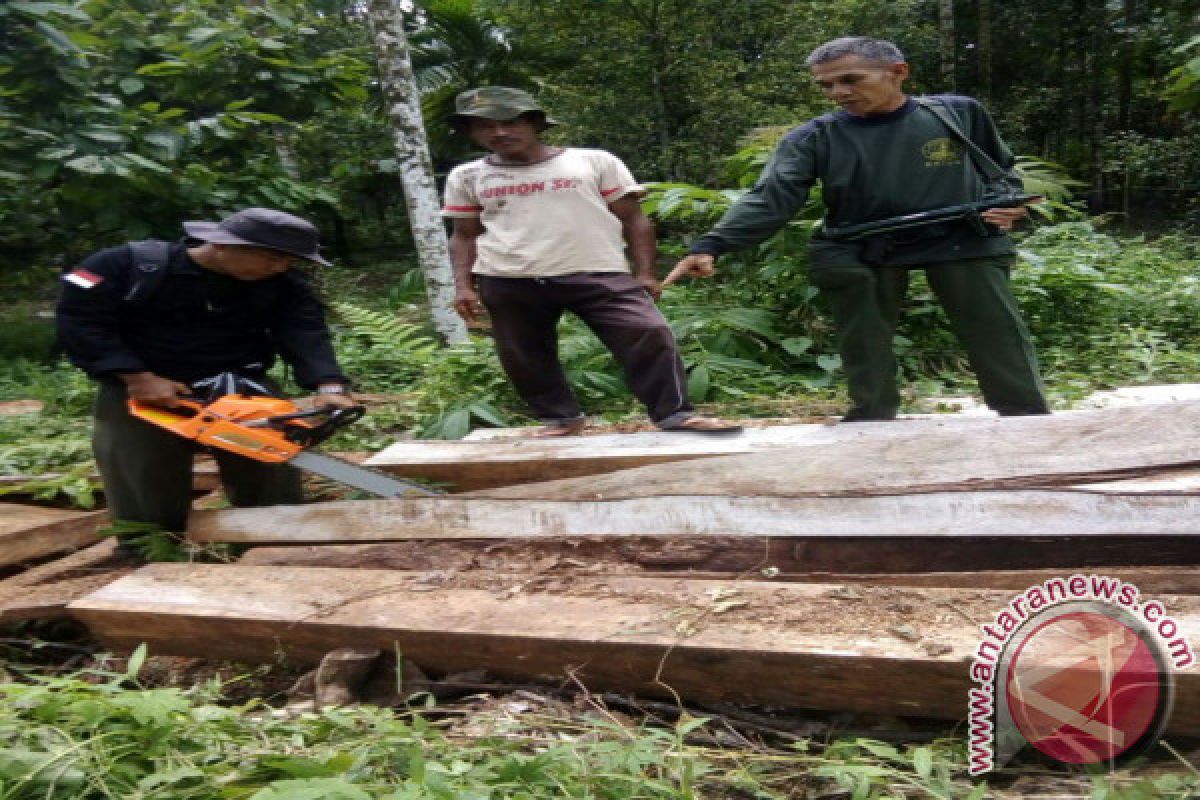 Tim Gabungan Sita 12 Kubik Kayu Ilegal di Pessel