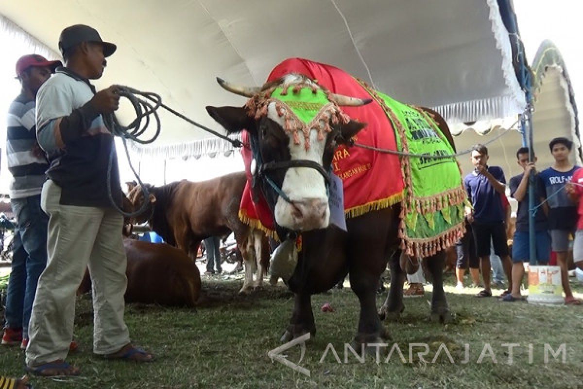 Sapi Jumbo 1,36 Ton Menangi Kontes Sapi di Tulungagung
