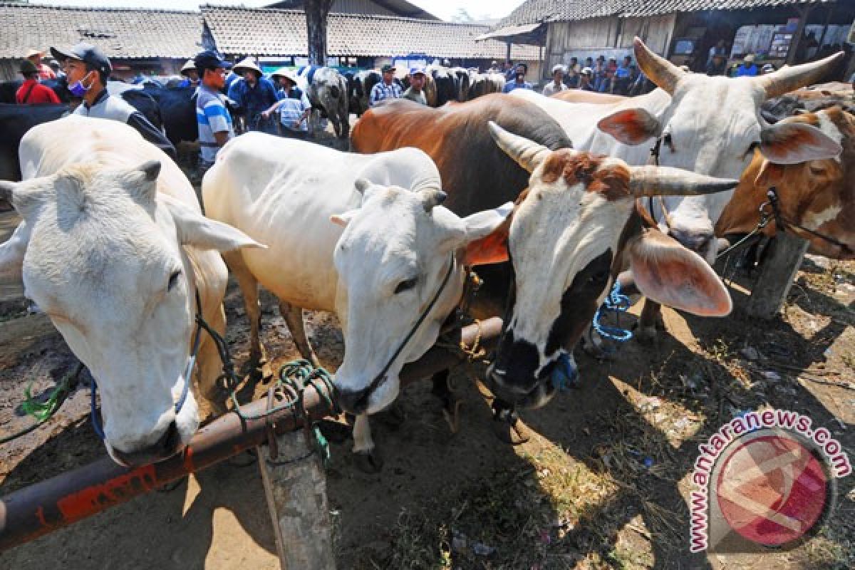 Omzet pedagang kulit sapi Situbondo meningkat