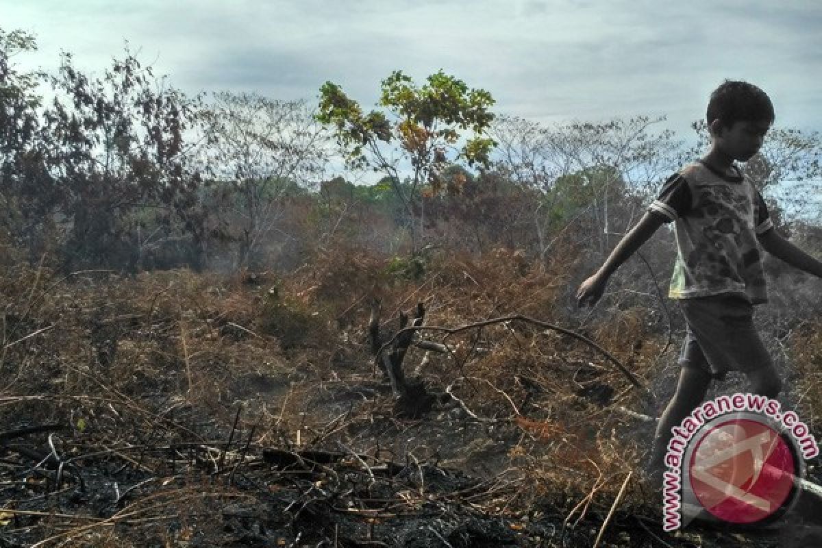 Lahan gambut terbakar di Aceh Barat telah padam