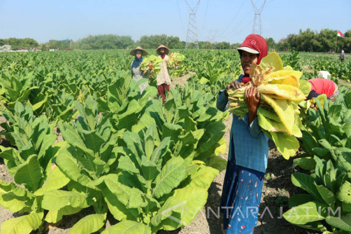 Harga Tembakau Virginia Rajangan RAM Rp21.000/Kilogram