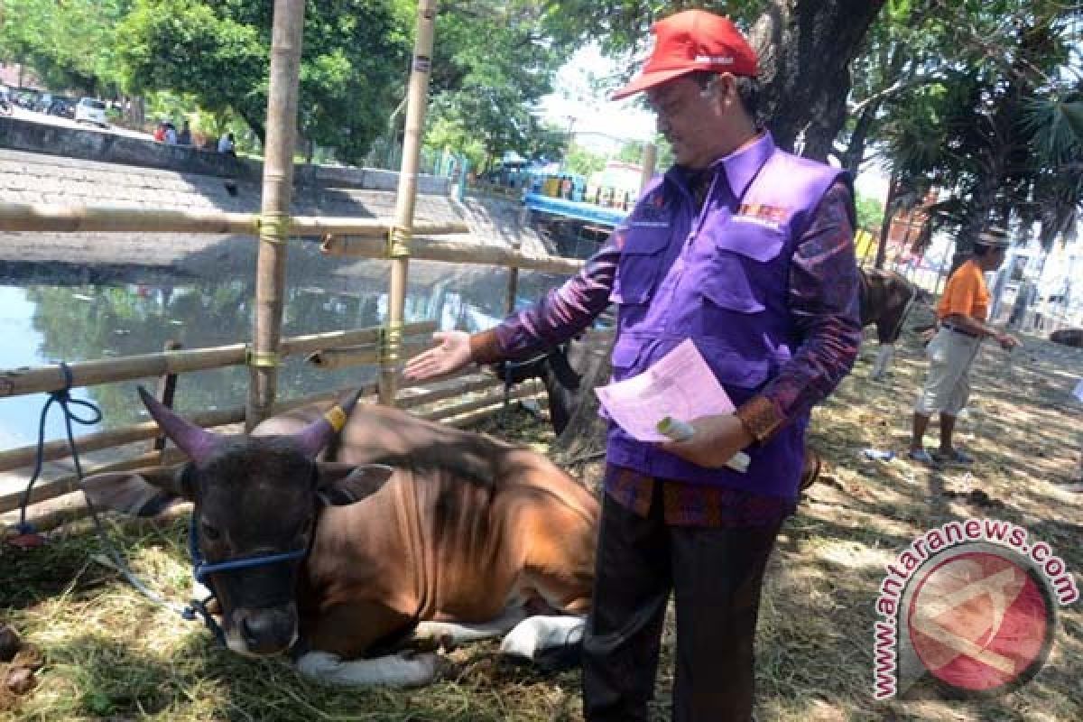 Hewan Kurban Masuk Makassar Diprediksi 7.000 Ekor 