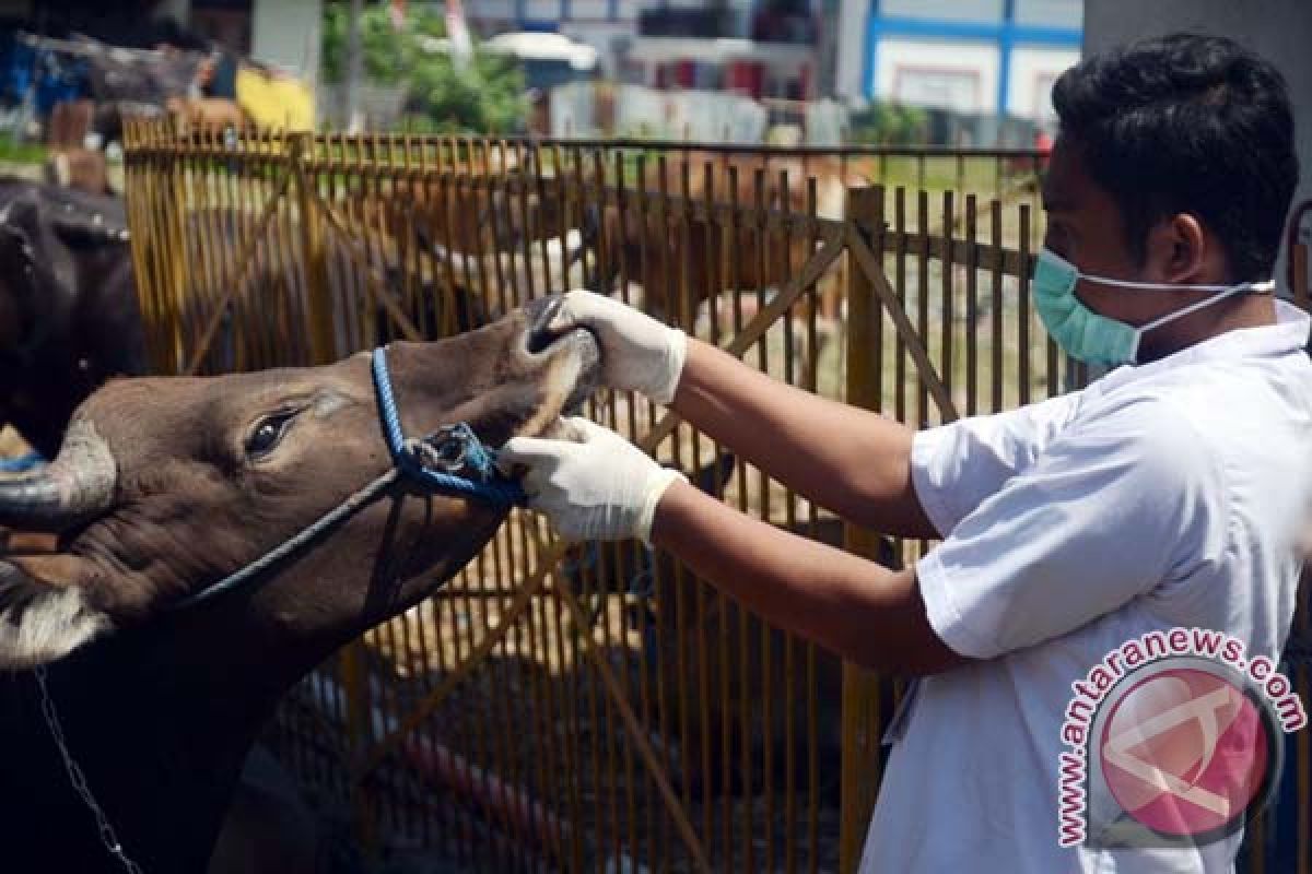 Pemkot Makassar Periksa Kesehatan Hewan Kurban 