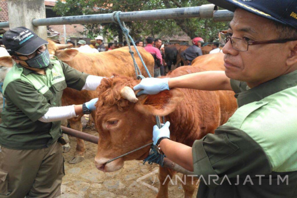 Disnak Tulungagung Temukan Sapi Sakit saat Sidak