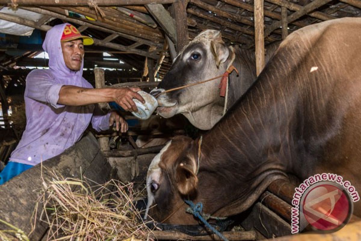 Puluhan sapi di Mukomuko mati akibat jembrana