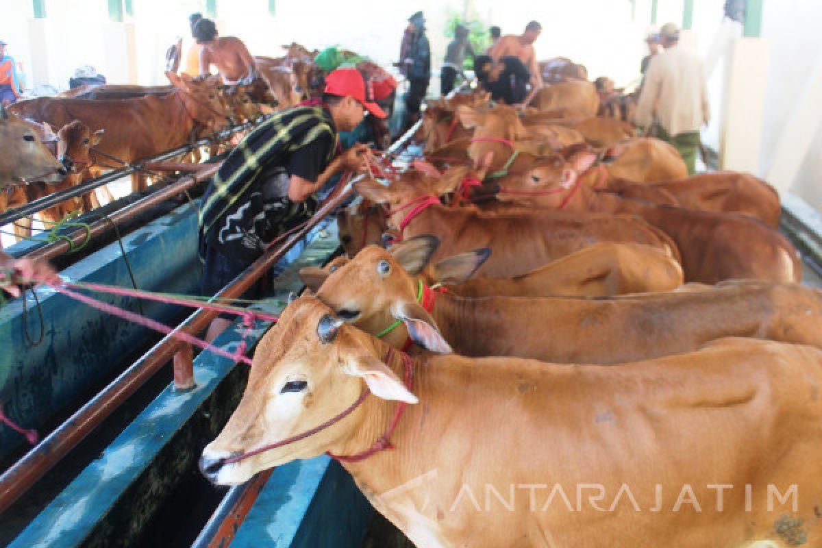 Kiriman Sapi Madura ke Probolinggo Meningkat Jelang Idul Adha