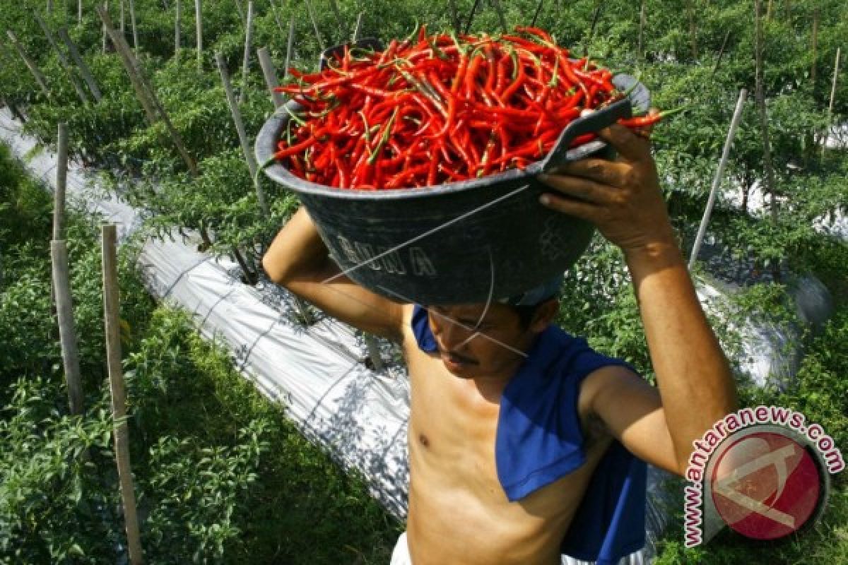 Harga cabai rawit di Kendari naik Rp50.000/kg