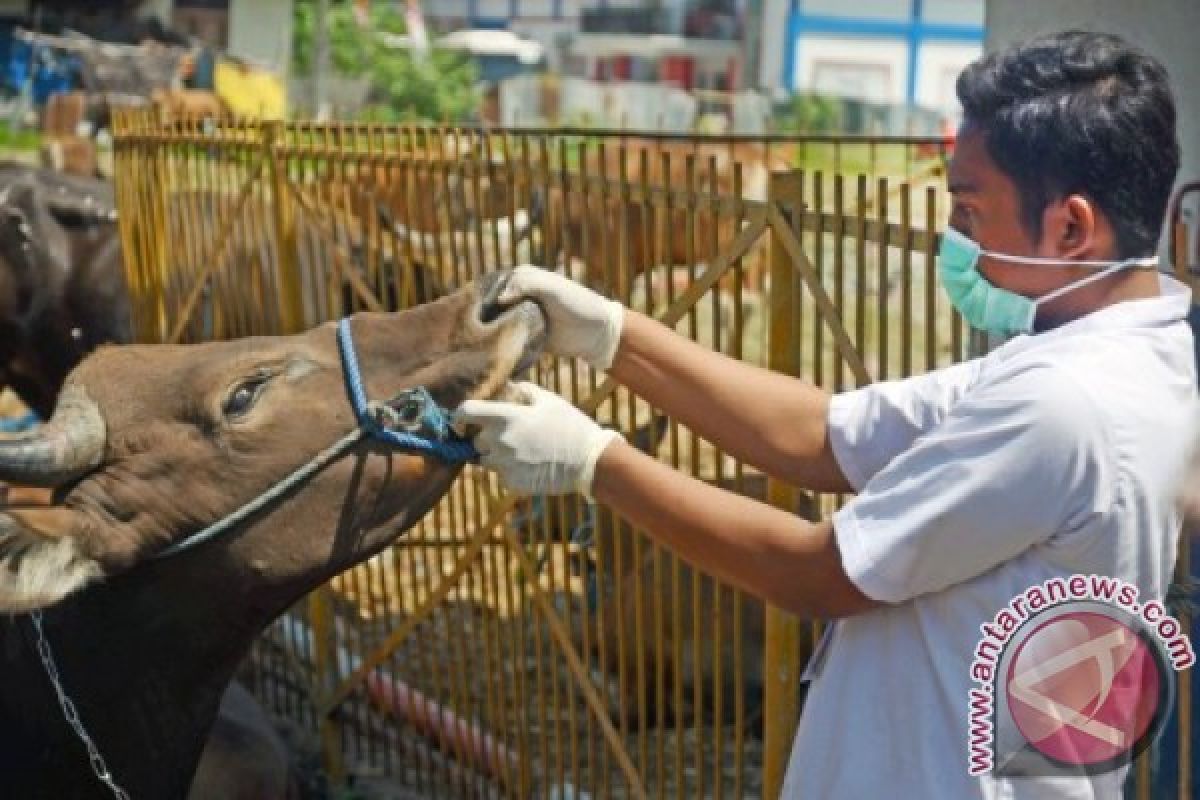 DP2 Makassar target seluruh ternak bebas penyakit