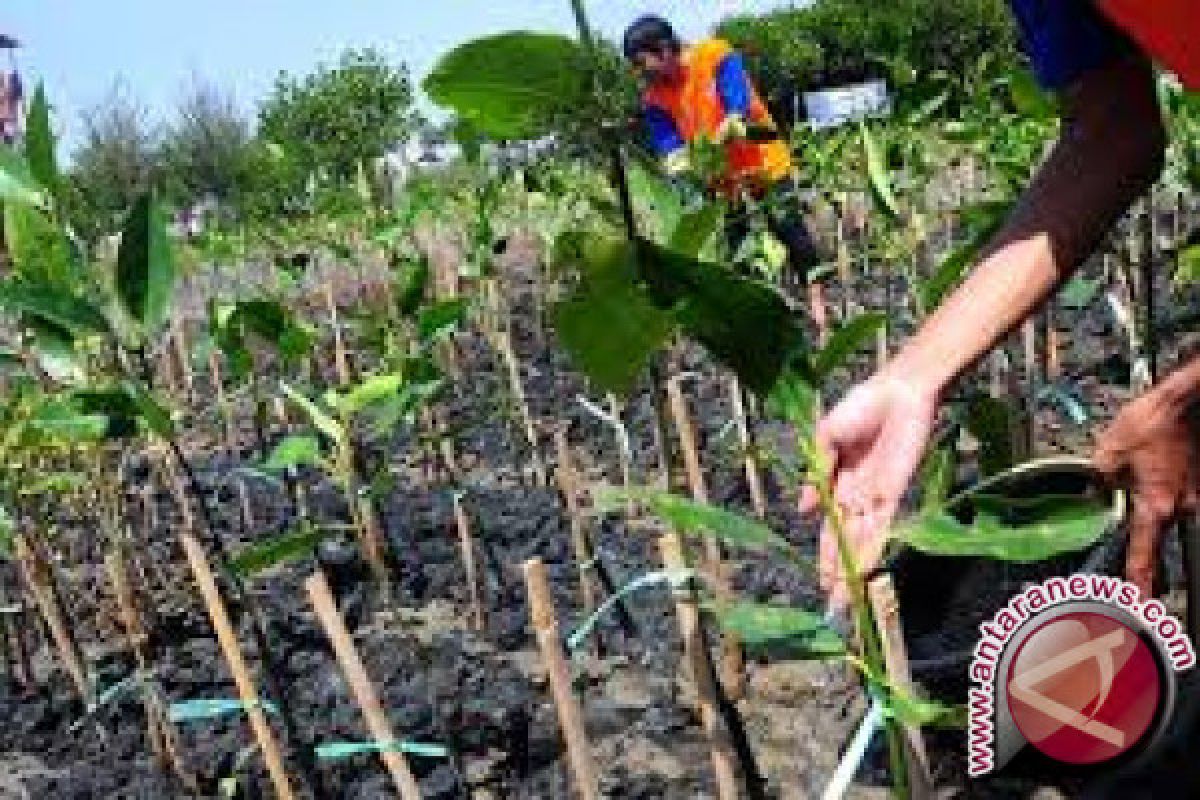 Pemerintah rehabilitasi dua ribu ha hutan di Bengkulu