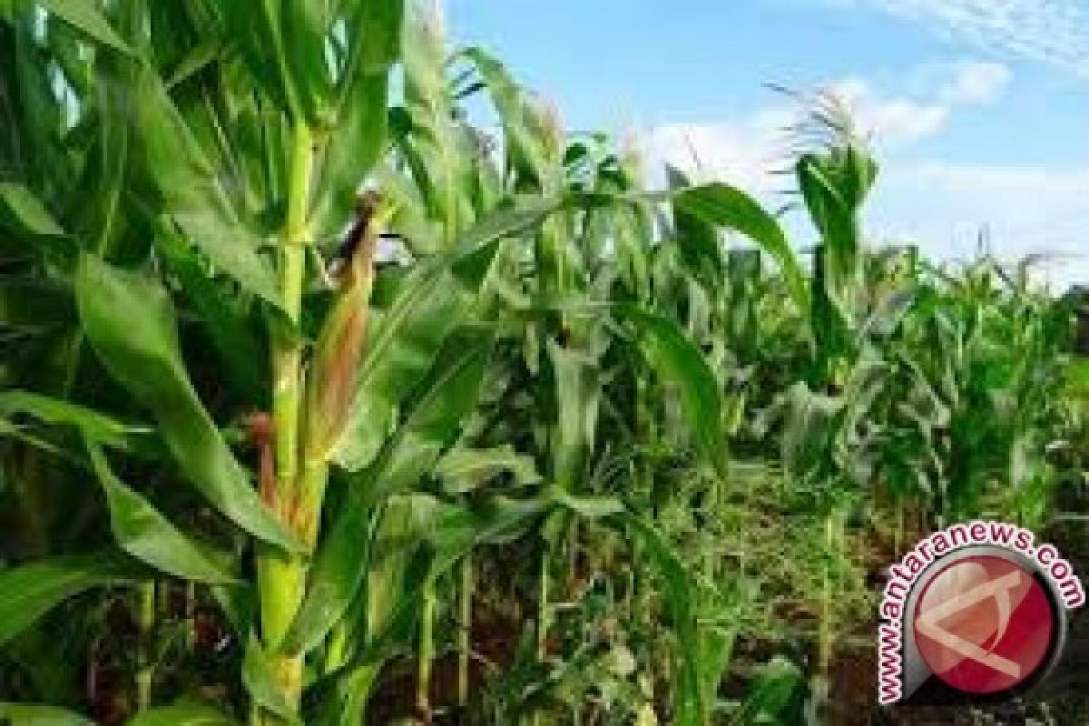 Perusda Sulteng Gandeng Bumdes Berdayakan Petani Jagung