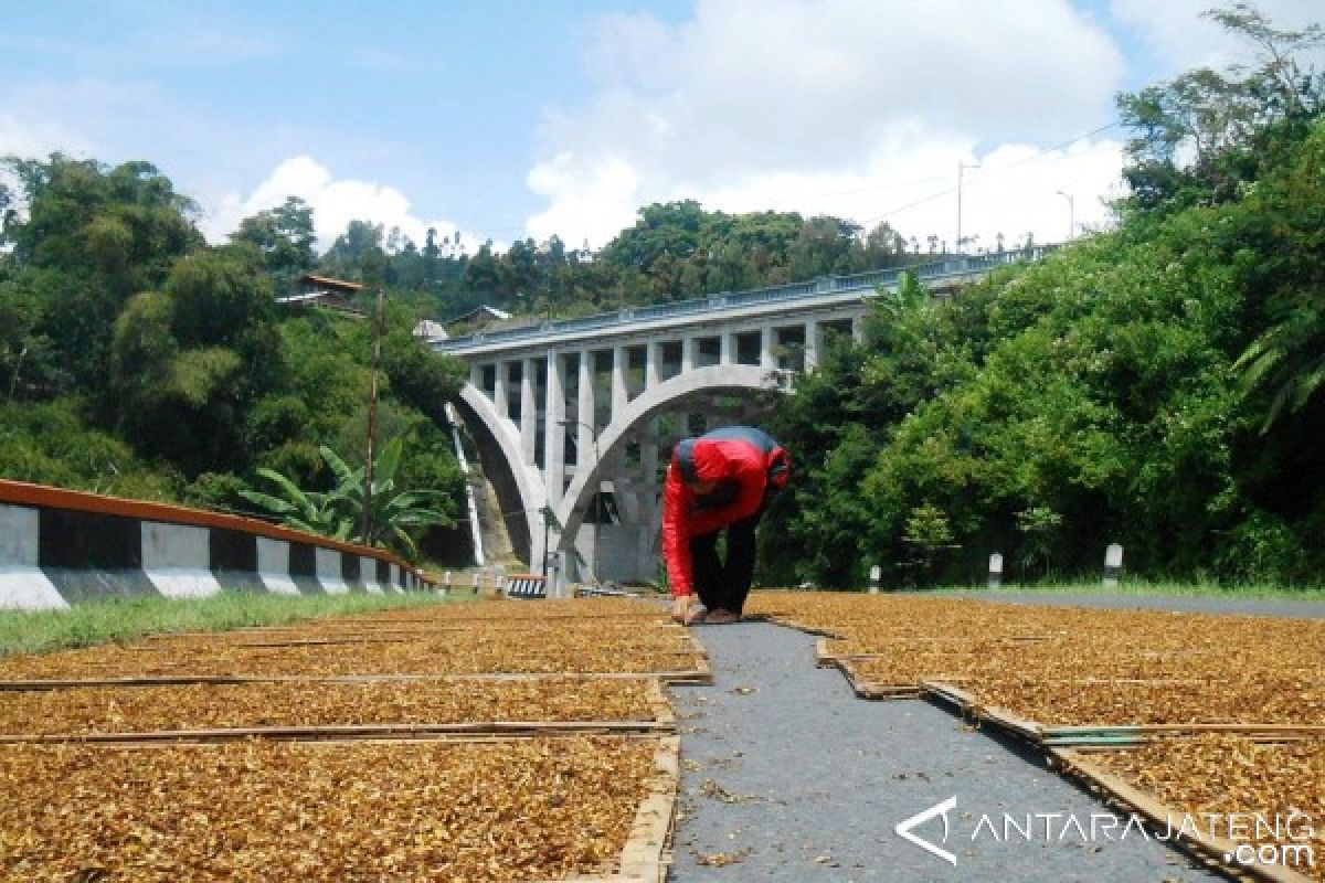 Petani Minta Pabrik Rokok Beli Tembakau Sesuai Kualitas