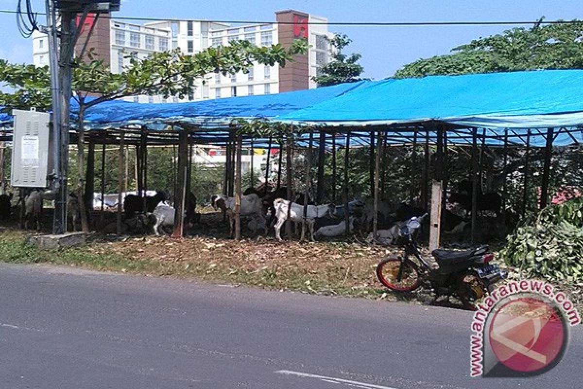 Pedagang Keluhkan Sepi Pembeli Hewan Kurban 