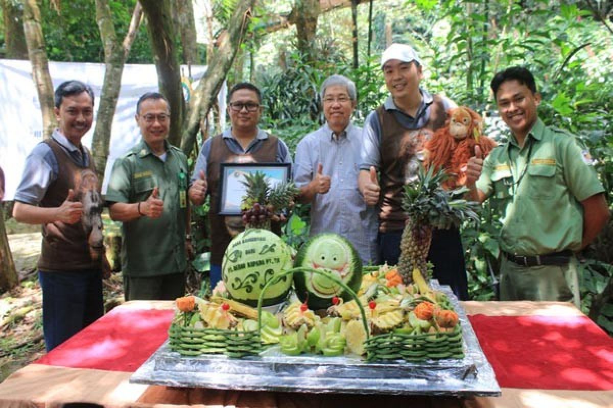 Taman Safari Indonesia Terima Dana Konservasi Orangutan