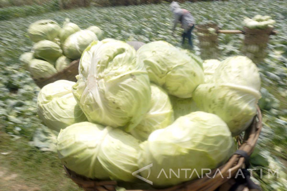 Buruh Panen Kubis Tulungagung Diupah Rp15 Ribu