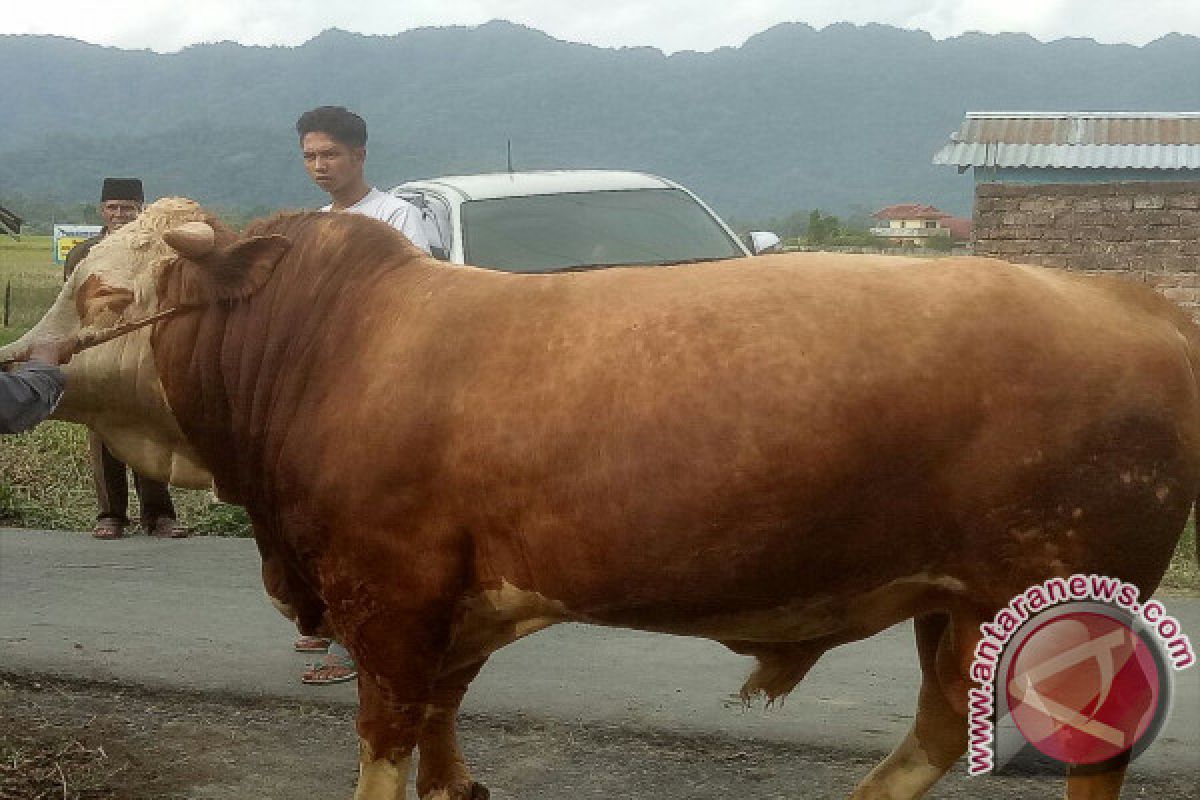 Daging Sapi Bantuan Presiden Disalurkan ke Daerah Minus Kurban