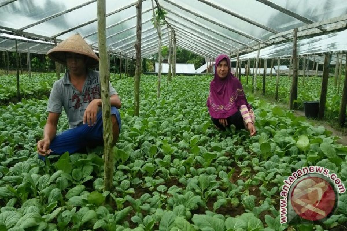 Petani Ambon Terus Penuhi Kebutuhan Sayur Masyarakat