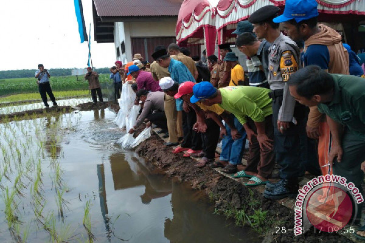 Pemkab Pasaman Barat Jalankan Program Mina Padi