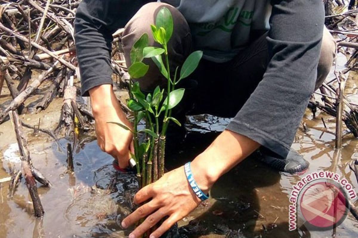 Mukomuko Tidak Izinkan Penanaman Mangrove Dalam CA