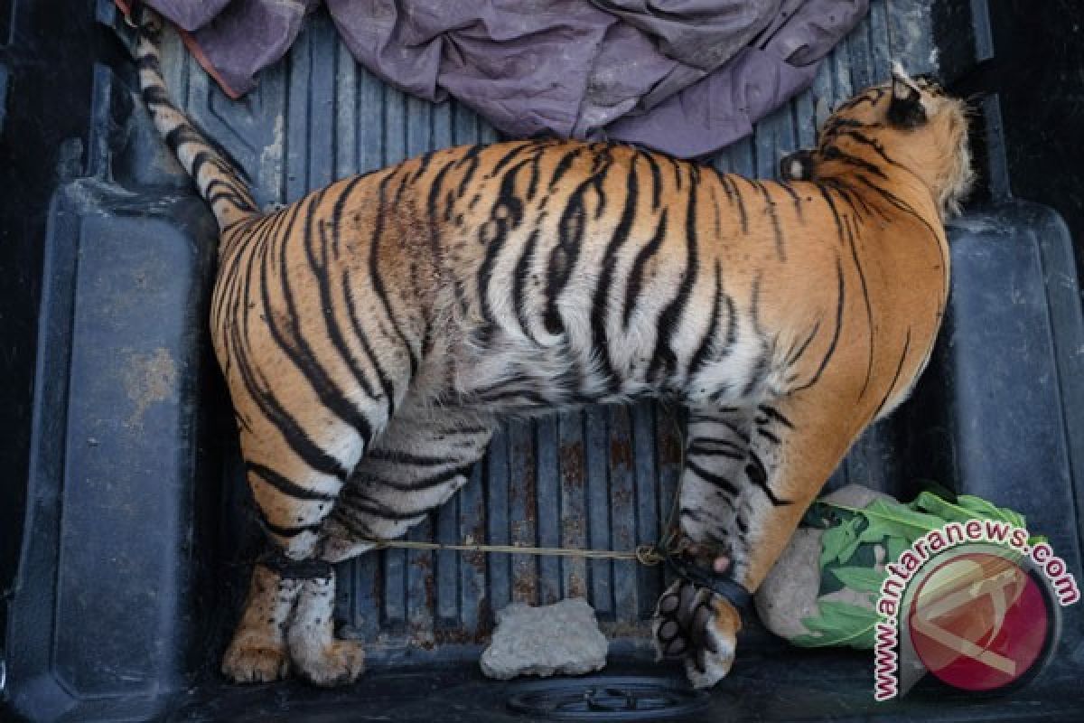 Polisi tangkap pemburu dan penjual kulit harimau sumatera