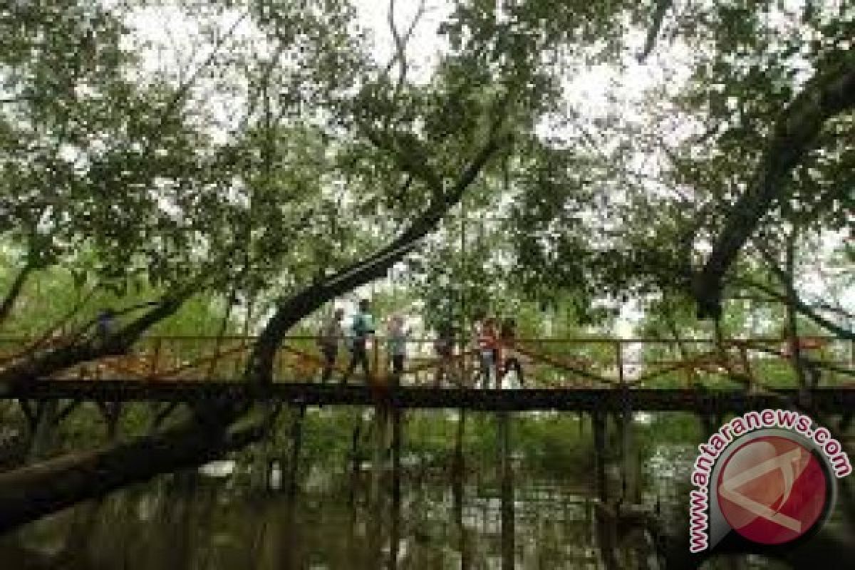 Mangrove Bombana tersebar di enam wilayah pesisir