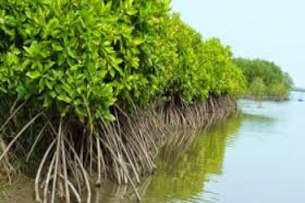 Komunitas olah mangrove jadi makanan