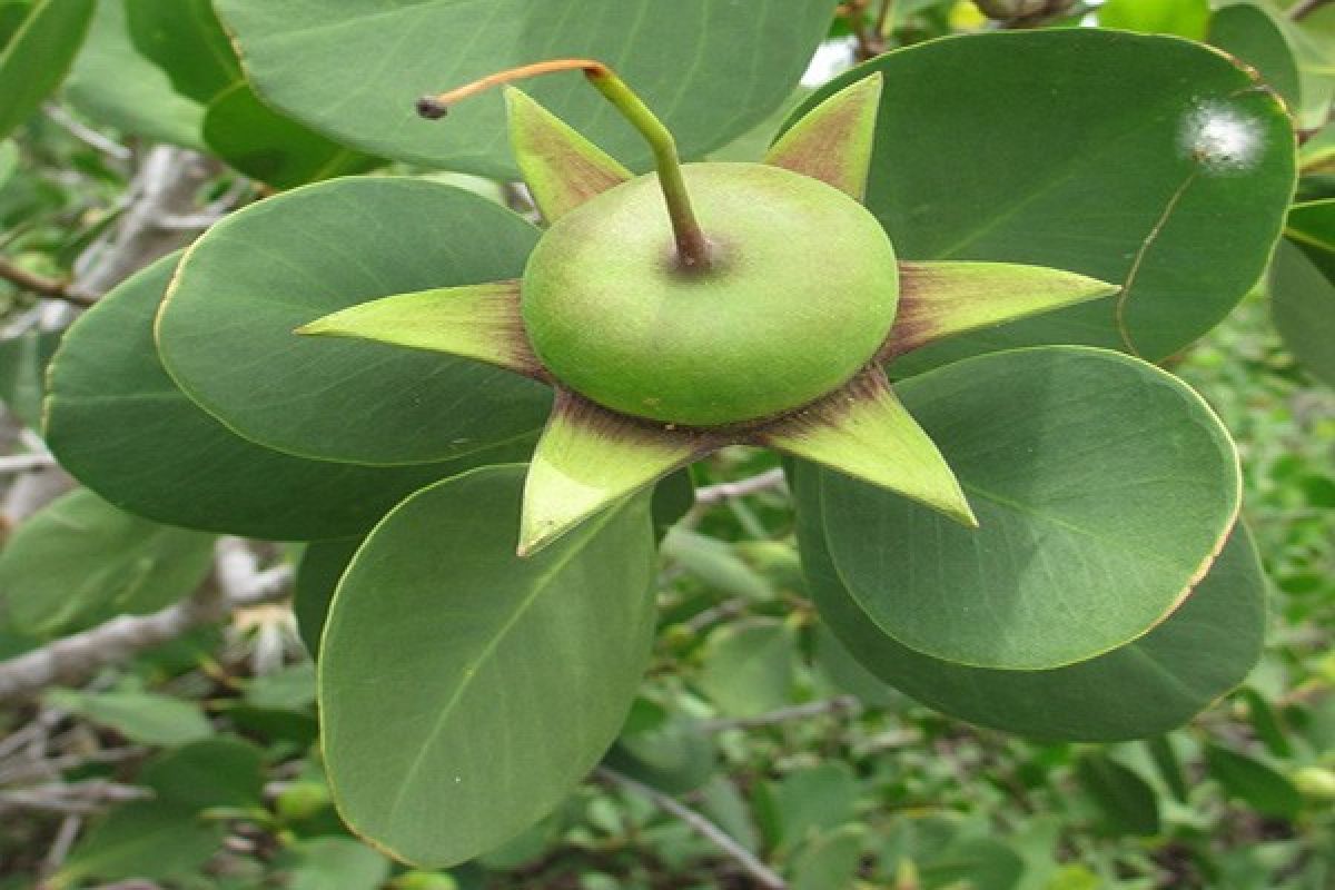 Mangrove ternyata bisa dikonsumsi