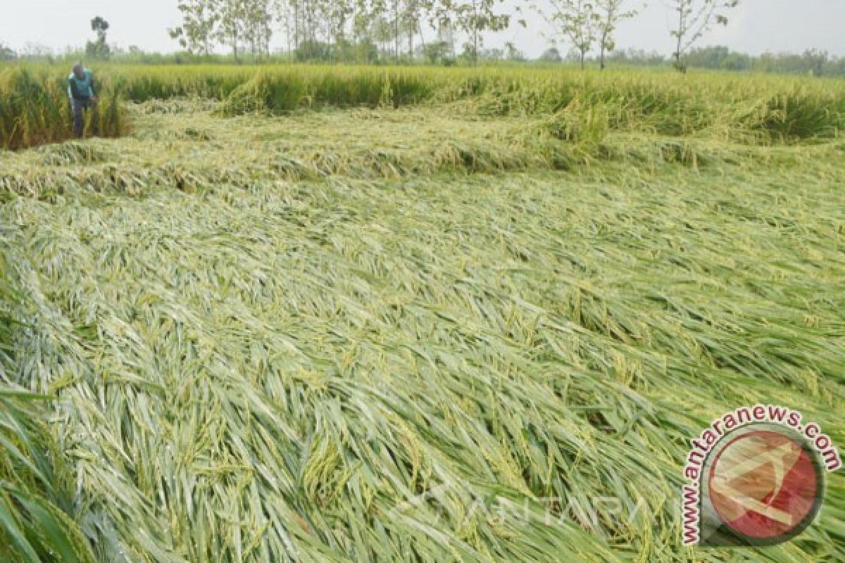 Petani Banjar Kalsel Segera Panen Padi Roboh 