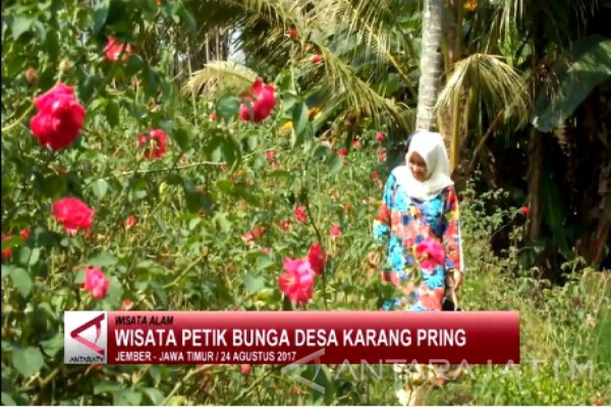 (Video) Wisata Petik Bunga Desa Karangpring