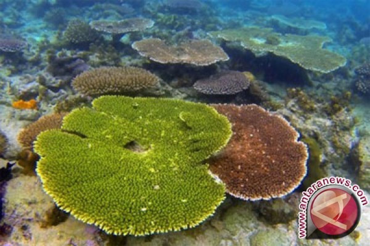 Raja Ampat larang kapal besar bersandar di kampung wisata