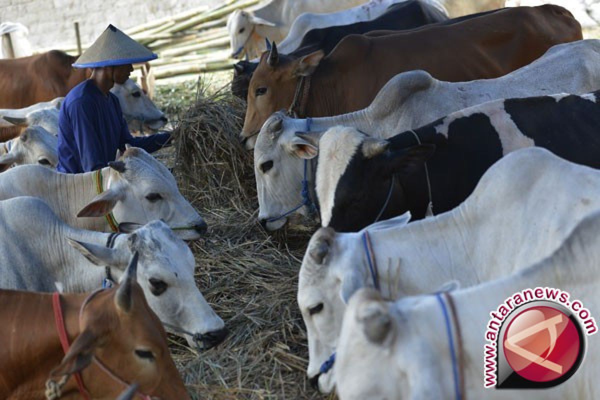 Larang sembelih sapi betina, Kabupaten Solok kekurangan 500 ekor sapi kurban