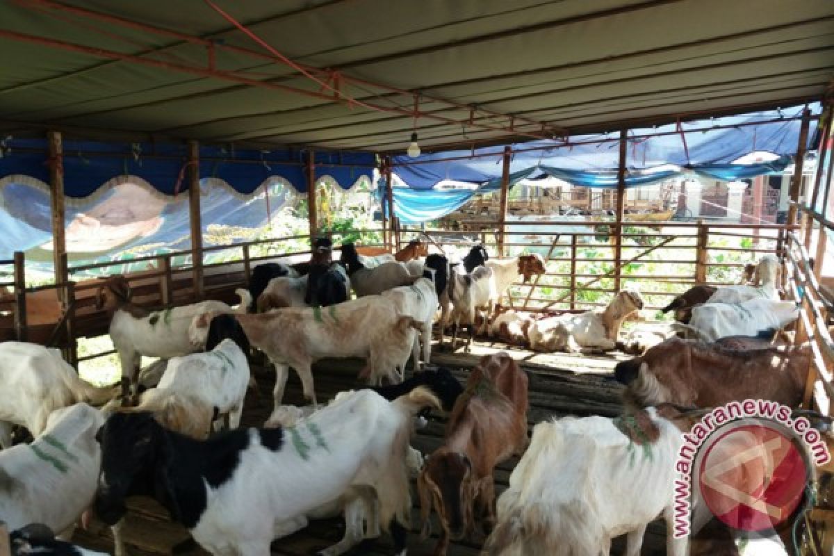 Tapin Ready to Cultivate Superior Goats