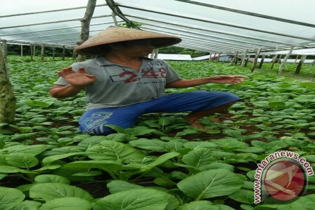 Harga sayur produksi lokal di Ambon turun